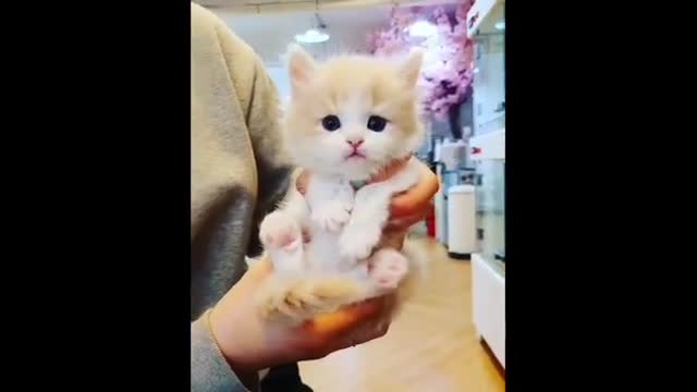 Cutest Pets 🐈 Cute Baby Animals & Funny Pets Video🐈