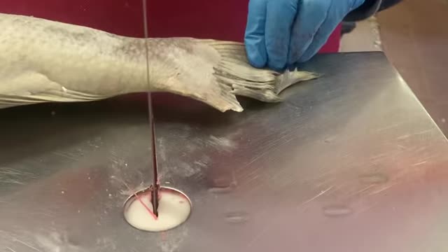 Satisfying fish cutting