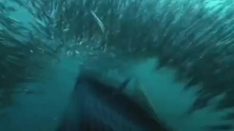 That's how whales eat