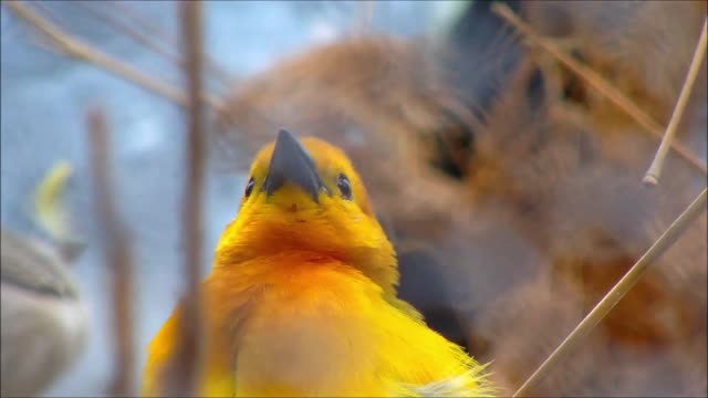 A close-up of a male Taveta Weaver with his nest in the background.