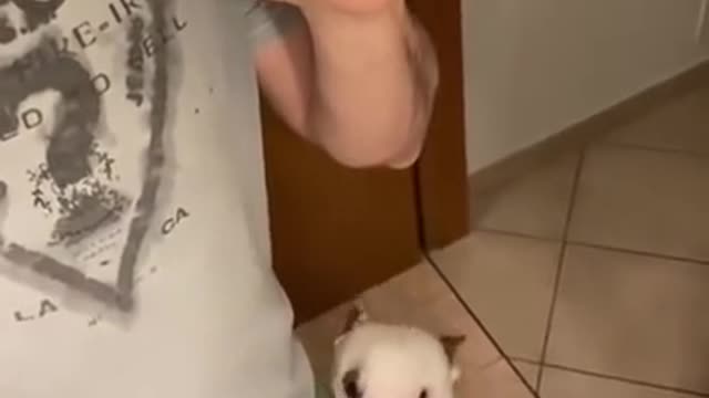 Baby dogs cute 😍 and funny dogs