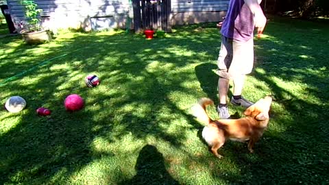 Dogs love to Dance?