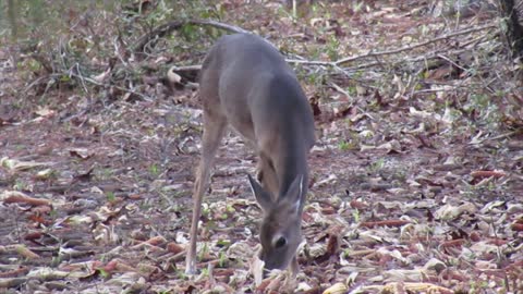 A Three Day Invitation to Hunt Deer in South Carolina