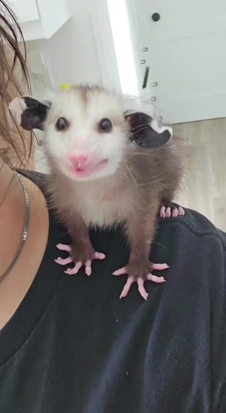 What is that little guy?