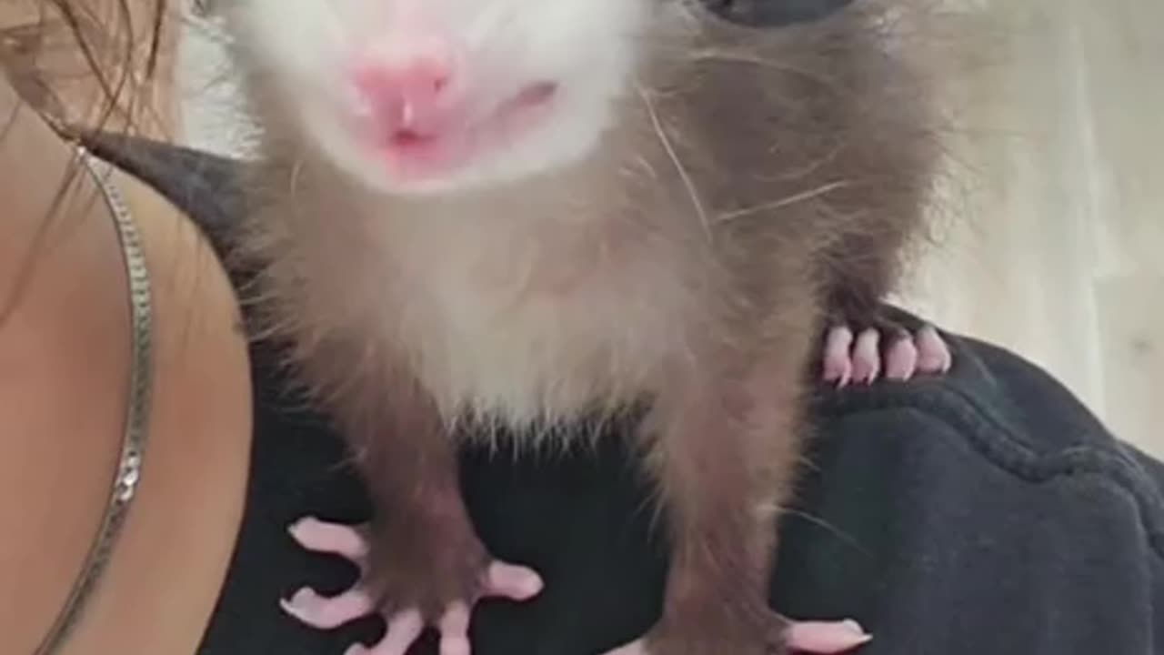 What is that little guy?