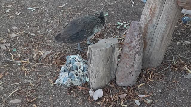 Peafowl pullets are getting bigger!