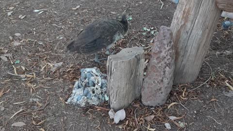 Peafowl pullets are getting bigger!