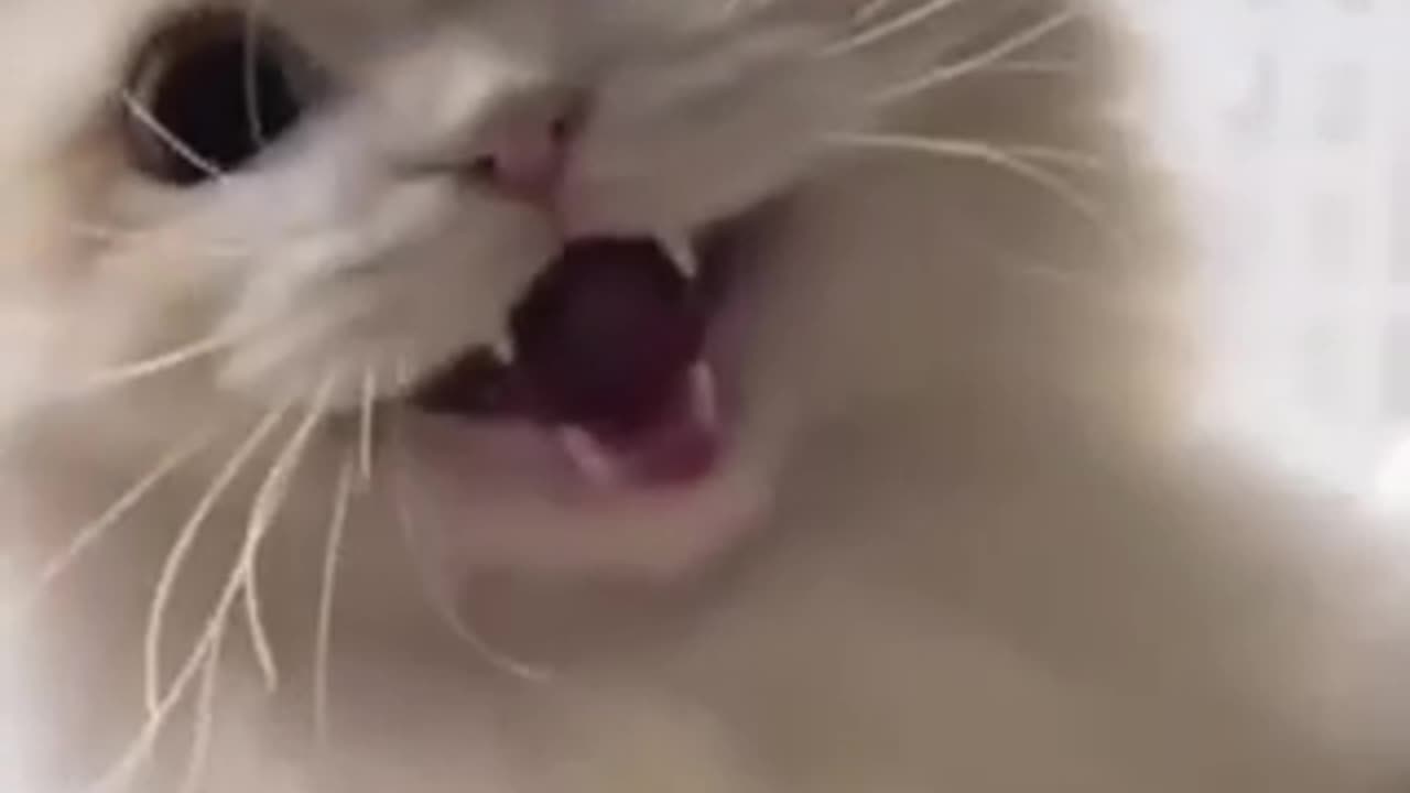 Funny animals