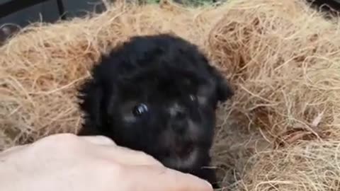 Cutest toy puppies xxx