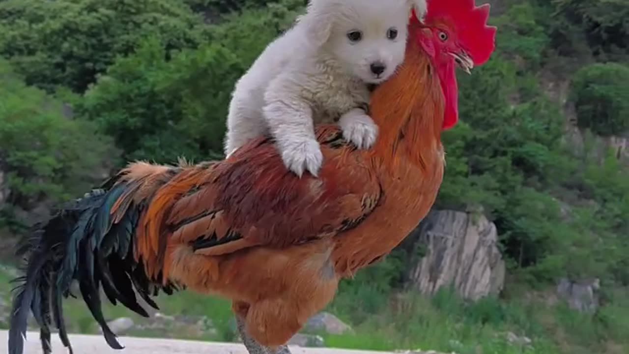 The chicken daddy is carrying the dog on his back #cutepet #dog