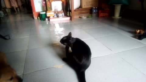My dog ​​was worn by the cat