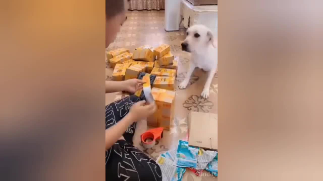 Funny DOG Videos 🐶 PART 2
