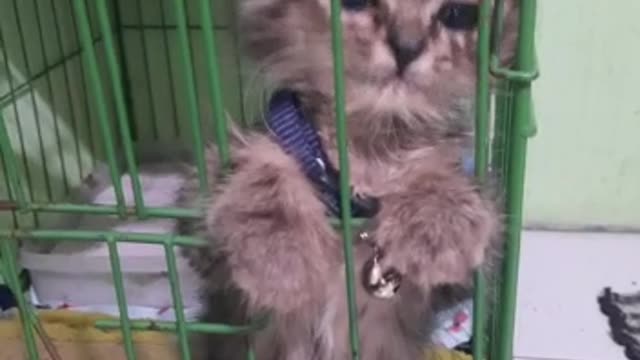 The magical baby cat can stand up and ask to open the cage with a pitiful face