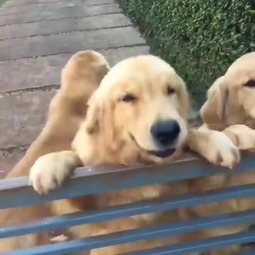 Imagine puppies brother selfish