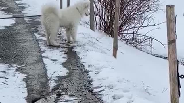 Excited Doggo Leaps Like a Kangaroo into Snow