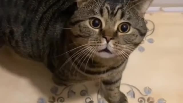 cute cat ready to be scolded by mom