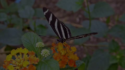 Exotic Butterflies from rainforest!!!