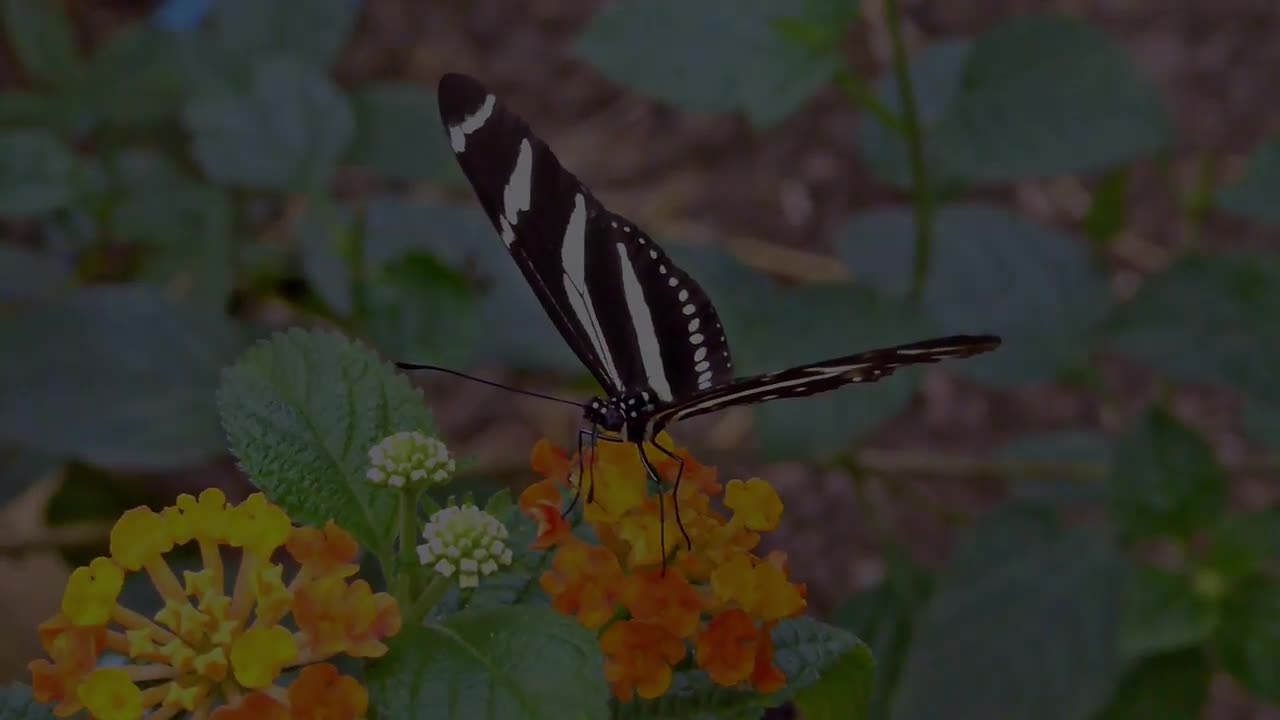 Exotic Butterflies from rainforest!!!