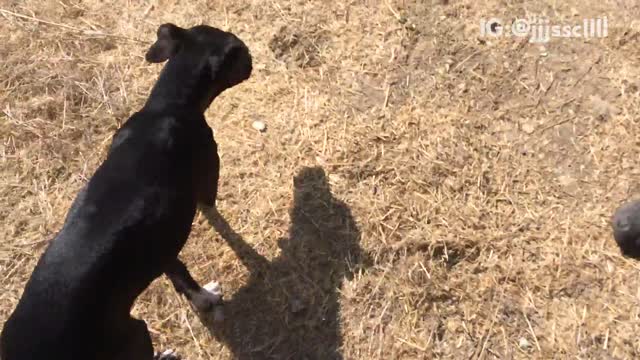 Man plays flute dog runs