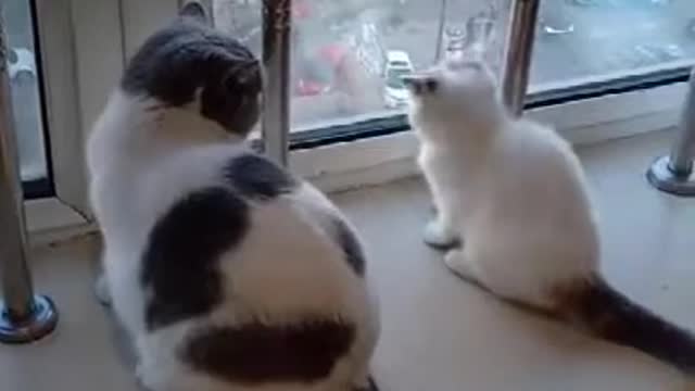 Cat Fights cat