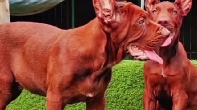 The Funniest Dogs Videos Ever! - Try not to Laugh Challenge!