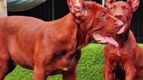 The Funniest Dogs Videos Ever! - Try not to Laugh Challenge!