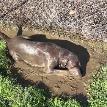 Dog Becomes Double Chocolatey in the Mud