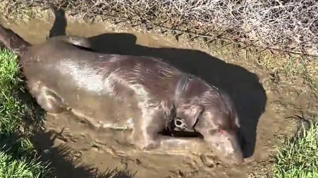 Dog Becomes Double Chocolatey in the Mud