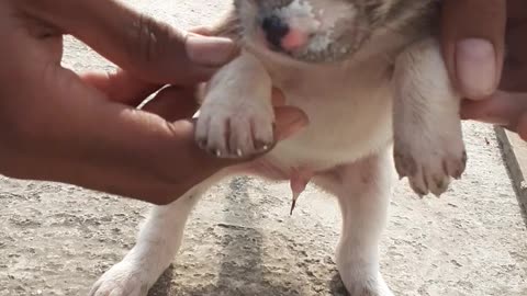 Cute dog dance #cutedog