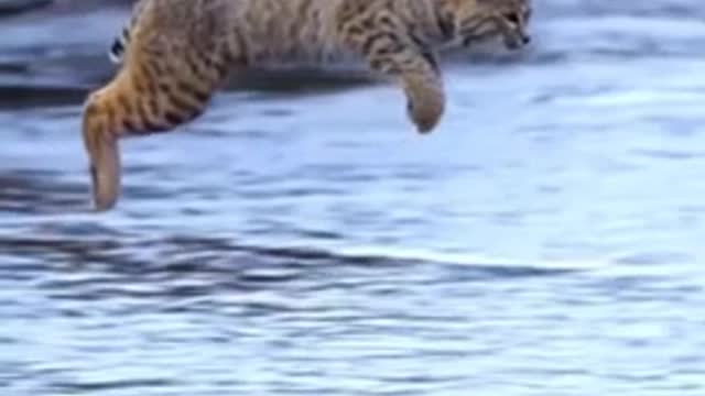 Tiger Pub Jump Viral Animals Video Clip very funny