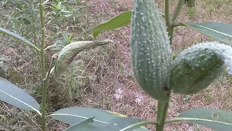 Milkweed