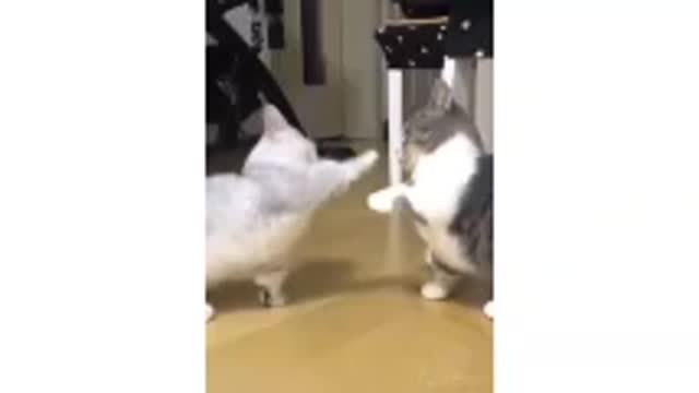 Fights between two beautiful cats