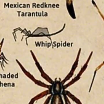 Types spider - The raft spider 😱