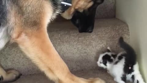 Helpful Pup Carries Foster Kittens Upstairs