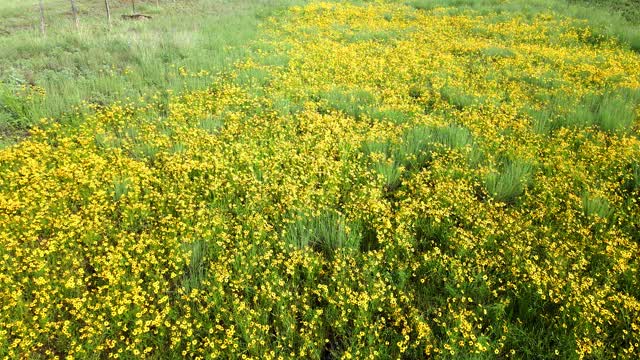 Wild flowers and a Panorama of Coconino National Forest, Arizona