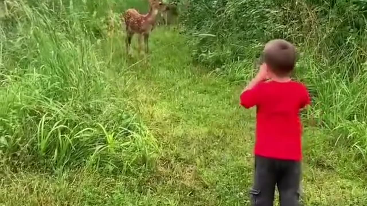 Rescue baby deer