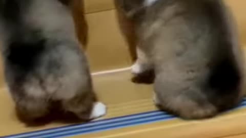 cute dog funny video \\ so funny || #shots