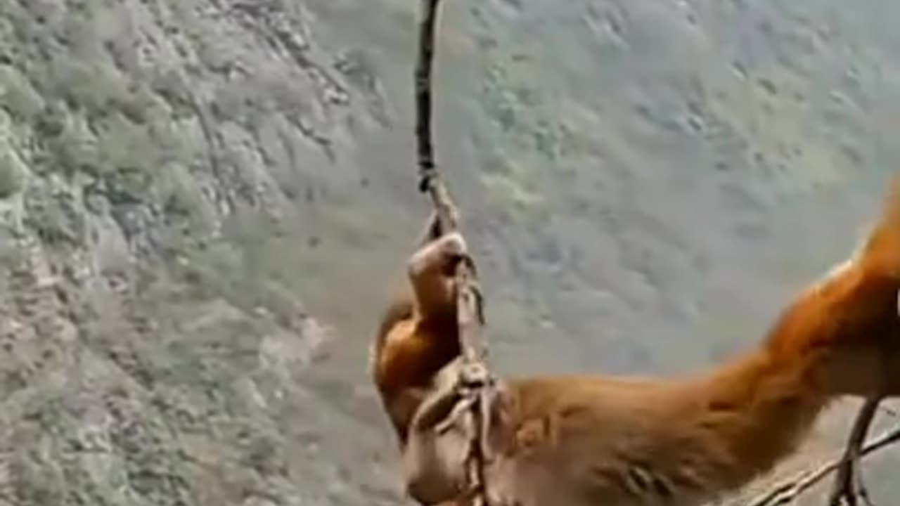 Monkey In Danger 😯 #shorts #short #shortsfeed #youtubeshorts #viral #trending #youtube #animals