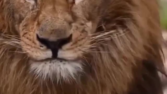 Lion attitude