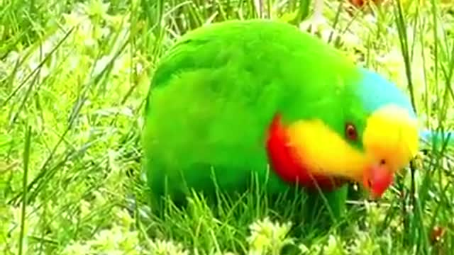 CUTE parrot in beautiful garden