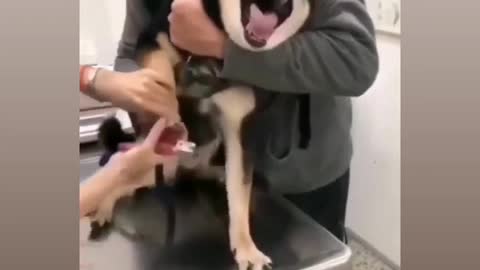 Most funny virela video for dog 🐶 lovers 🤣🤣🤣