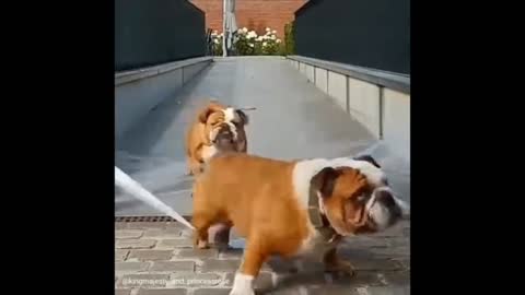 Wow dog funny dogs cute dog funny dog video