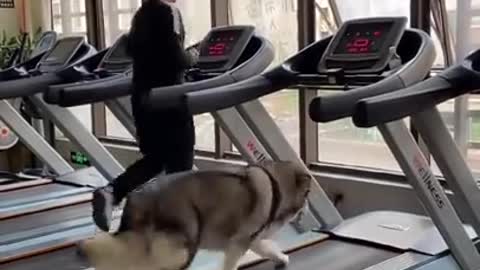 Funny and cute dogs video 😂😂