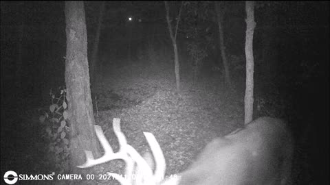 Backyard Trail Cam - Big Buck