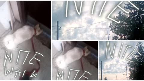 today video