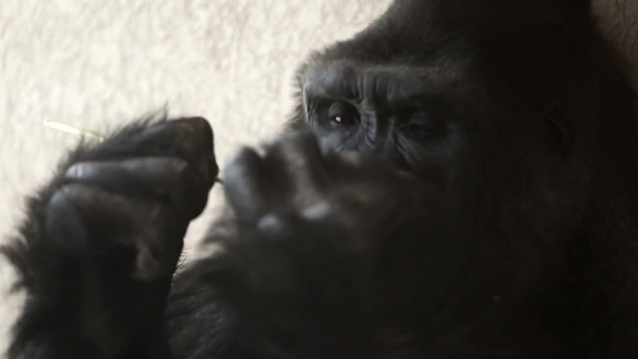 a large silver back gorilla