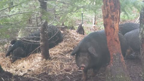 Herd Inspects Scar's Nest