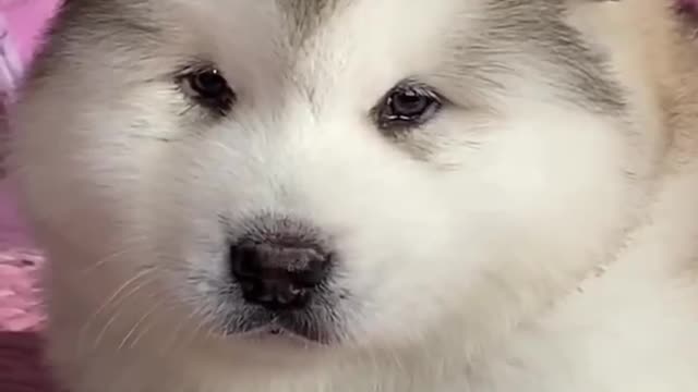 I like my cute pet very much.