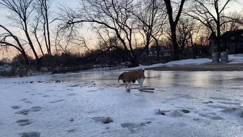 Funny DOGS will make you LAUGH like a drain