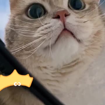 The cat is stuck in a glass